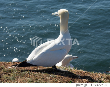 helgoland island in the german north sea helgoland island in the german north sea 125372490
