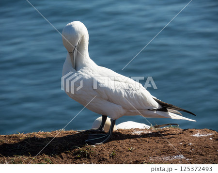 helgoland island in the german north sea 125372493