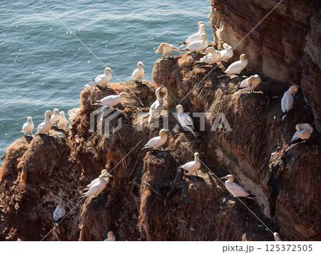 helgoland island in the german north sea 125372505
