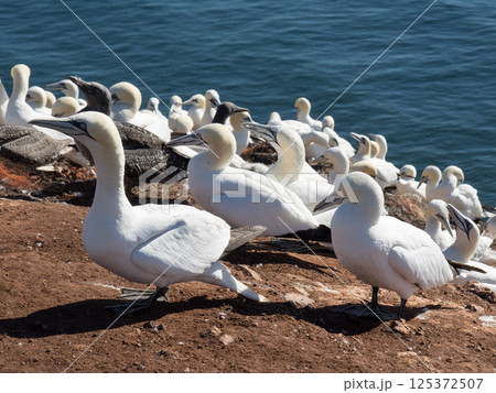 helgoland island in the german north sea 125372507