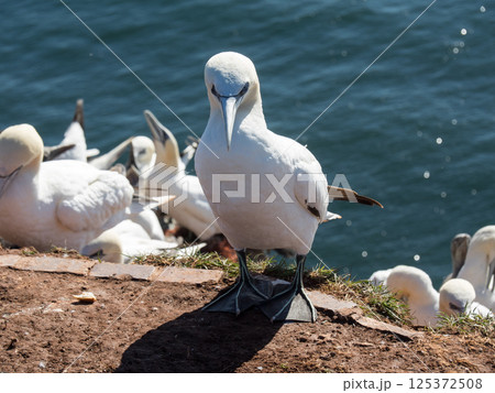 helgoland island in the german north sea helgoland island in the german north sea 125372508