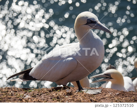 helgoland island in the german north sea helgoland island in the german north sea 125372510
