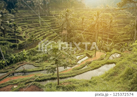 Tegalalang Rice Terrace at sunrise Tegalalang Rice Terrace at sunrise 125372574