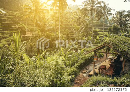 Tegalalang Rice Terrace at sunrise 125372576