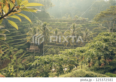 Tegalalang Rice Terrace at sunrise 125372581
