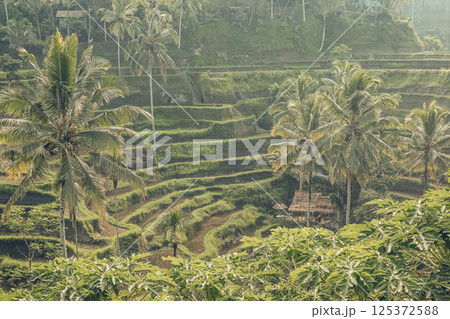 Tegalalang Rice Terrace at sunrise Tegalalang Rice Terrace at sunrise 125372588