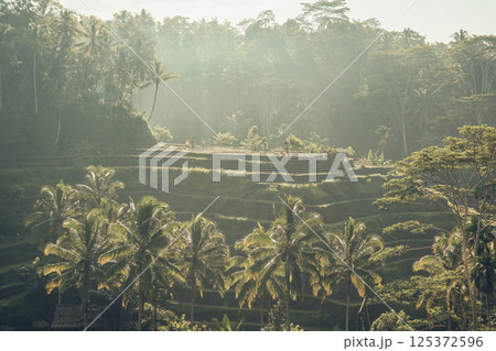Tegalalang Rice Terrace at sunrise 125372596