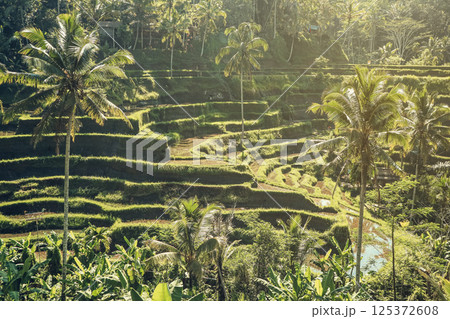 Tegalalang Rice Terrace at sunrise 125372608