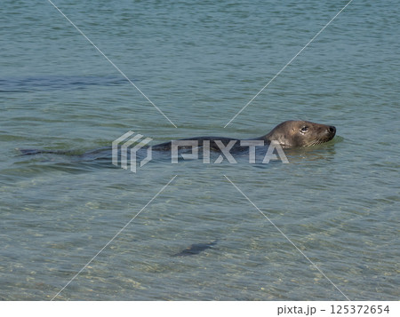 helgoland island in the german north sea helgoland island in the german north sea 125372654
