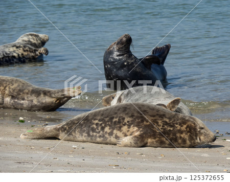 helgoland island in the german north sea helgoland island in the german north sea 125372655