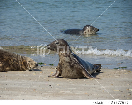 helgoland island in the german north sea helgoland island in the german north sea 125372657
