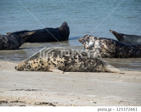 helgoland island in the german north sea helgoland island in the german north sea 125372661