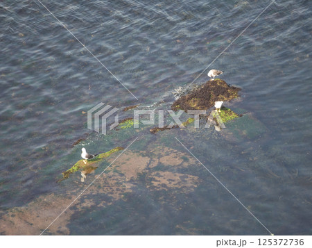helgoland island in the german north sea helgoland island in the german north sea 125372736