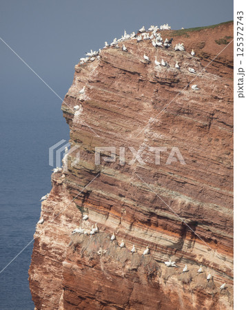 helgoland island in the german north sea 125372743