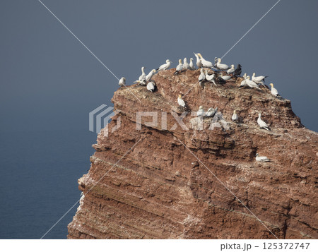 helgoland island in the german north sea 125372747