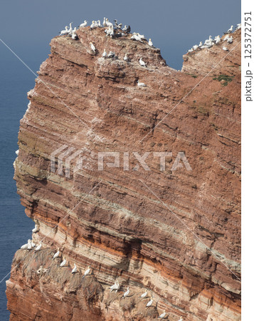 helgoland island in the german north sea helgoland island in the german north sea 125372751