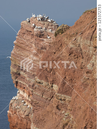 helgoland island in the german north sea 125372753