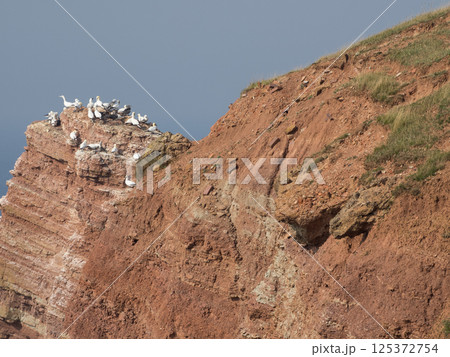 helgoland island in the german north sea 125372754