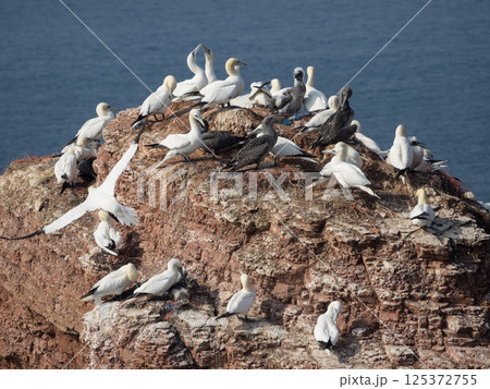 helgoland island in the german north sea helgoland island in the german north sea 125372755