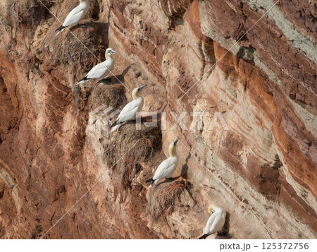 helgoland island in the german north sea helgoland island in the german north sea 125372756