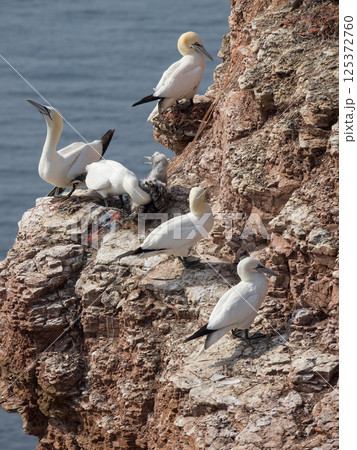 helgoland island in the german north sea 125372760