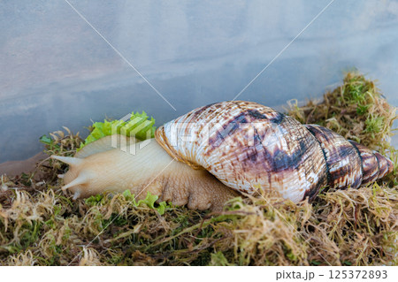 A giant Achatina snail slowly crawls through grass and moss. Natural beauty, mucin-rich slime, ideal for skincare, cosmetics, and wellness concepts A giant Achatina snail slowly crawls through grass and moss. Natural beauty, mucin-rich slime, ideal for skincare, cosmetics, and wellness concepts 125372893