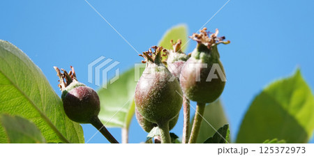 Still green apples on the tree branches 125372973