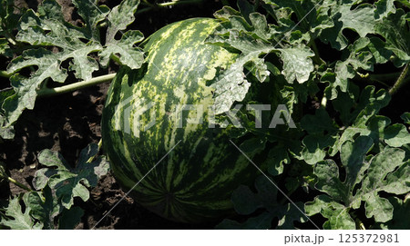 The common watermelon grows in the field, ripening in the sun 125372981