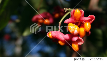 European birch bark - berries on a tree branch European birch bark - berries on a tree branch 125372986