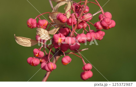 European birch bark - berries on a tree branch 125372987