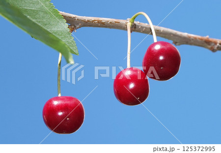 Cherry berries ripen on tree branches Cherry berries ripen on tree branches 125372995