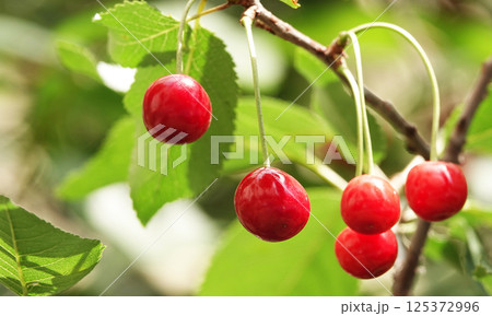 Cherry berries ripen on tree branches 125372996