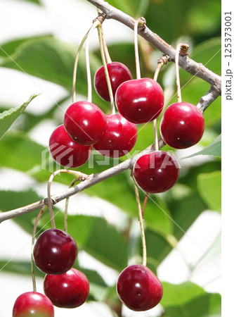 Cherry berries ripen on tree branches 125373001