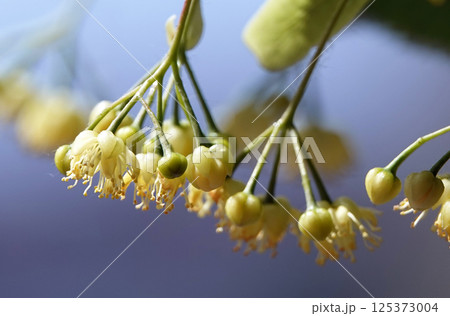 Cherry berries ripen on tree branches Cherry berries ripen on tree branches 125373004