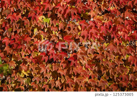Viburnum red berry on a tree branch 125373005