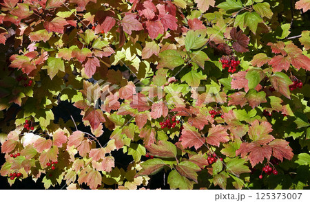 Viburnum red berry on a tree branch Viburnum red berry on a tree branch 125373007