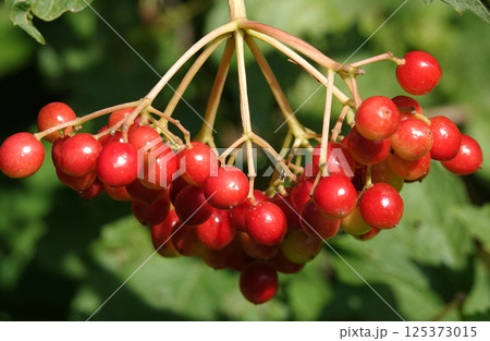 Viburnum red berry on a tree branch Viburnum red berry on a tree branch 125373015