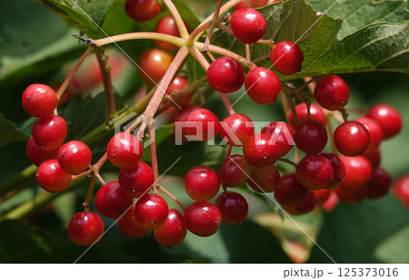 Viburnum red berry on a tree branch 125373016