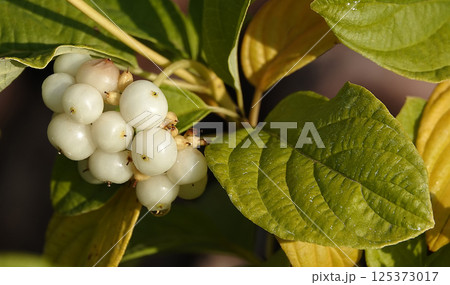 Dogwood shiny berry on a tree branch 125373017