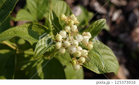 Dogwood shiny berry on a tree branch 125373018