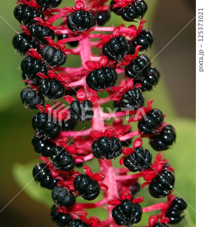 Berries of the plant Fitolacca, Lakonos American or berry Berries of the plant Fitolacca, Lakonos American or berry 125373021
