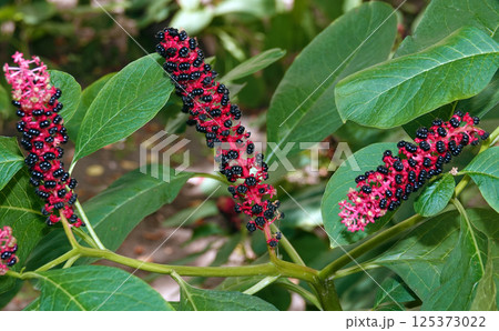 Berries of the plant Fitolacca, Lakonos American or berry 125373022
