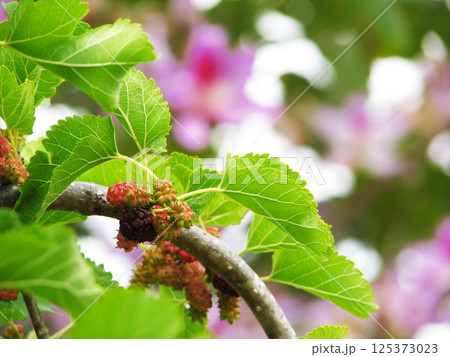Turkey nature its flowers, plants and berries 125373023