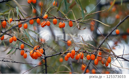 Many berries of sea buckthorn on tree branches 125373033