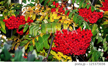 Many berries Rowan on tree branches 125373036