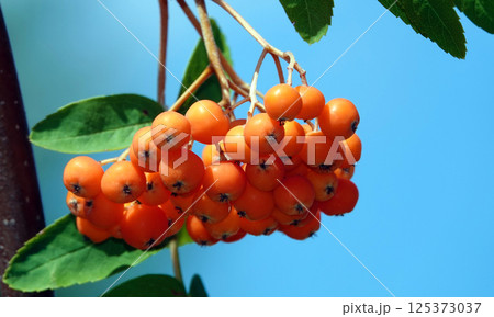 Many berries Rowan on tree branches 125373037