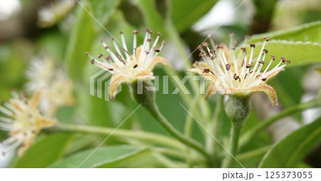 Green cherry berries are singing on tree branches 125373055