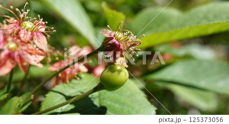 Green cherry berries are singing on tree branches 125373056