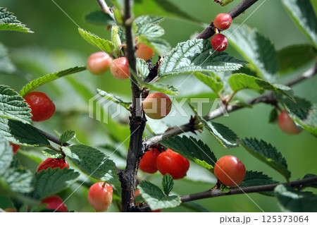 Green cherry berries are singing on tree branches 125373064