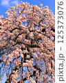 青空を背景にした枝垂れ梅 125373076